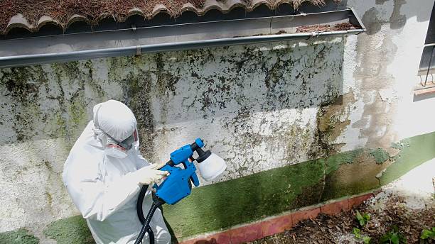 Top rated local Attic Mold Removal specialists in Turbotville, PA